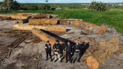 policia-civil-apreende-madeira-ameacada-de-extincao,-em-anapu