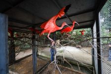 mangal-das-garcas,-em-belem,-recebe-especies-de-flamingos-e-cisnes