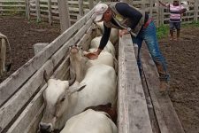 vacinacao-contra-a-febre-aftosa-no-para-inicia-nesta-sexta,-5