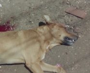 cachorro-e-morto-durante-acao-da-pm-contra-suspeito-de-trafico-de-drogas-e-revolta-moradores