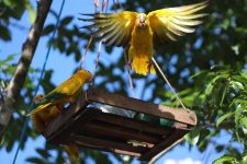 parque-estadual-do-utinga-recebe-novo-grupo-de-ararajubas,-em-belem