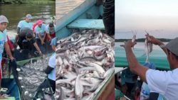 pescadores-comemoram-fim-do-defeso-com-grande-pesca-coletiva,-no-para