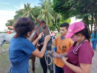 projeto-carroceiros-vai-a-ilha-de-algodoal,-no-para,-para-avaliar-saude-de-cavalos-usados-em-charretes