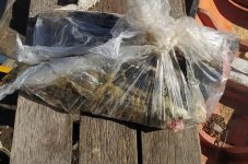 mais-de-100-quilos-de-carne-de-jacare-sao-apreendidos-no-marajo
