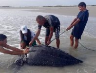 tartaruga-gigante-e-encontrada-em-area-de-protecao-no-para;-especie-e-considerada-a-maior-do-mundo