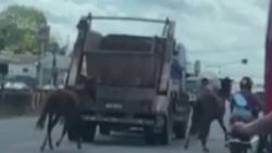 cavalos-invadem-br-316,-na-grande-belem,-e-causam-confusao-no-transito;-video