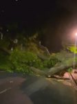 arvore-cai-na-avenida-governador-jose-malcher,-em-belem