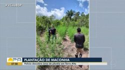 ao-menos-4-mil-pes-de-maconha-sao-encontrados-pela-policia-em-terra-alta,-no-nordeste-do-para