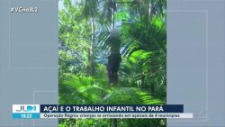 processo-de-colheita-do-acai-esconde-casos-ligados-ao-trabalho-infantil,-no-pa