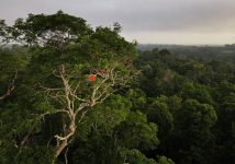 o-que-esta-em-jogo-na-cupula-que-discute-o-futuro-da-amazonia