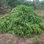drone-flagra-plantacao-com-2-mil-pes-de-maconha-em-terra-alta,-no-para