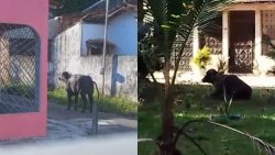 bufalo-e-flagrado-‘passeando’-por-ruas-de-belem:-‘nao-faco-ideia-de-onde-veio’,-diz-moradora;-videos