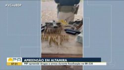 prf-apreende-70-quilos-de-maconha-durante-abordagens-na-br-230-em-altamira,-no-pa