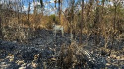 mpf-cobra-agilidade-do-incra-na-regularizacao-de-projeto-de-reforma-agraria-alvo-do-‘dia-do-fogo’-no-pa