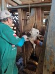 para-se-prepara-para-retirada-de-vacinacao-contra-a-febre-aftosa-em-2024;-entenda