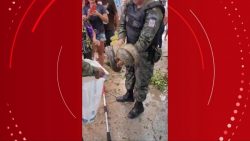 em-avenida-movimentada-de-belem,-resgate-de-sucuri-em-arvore-chama-atencao-de-moradores;-video