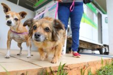mutirao-oferta-vacina-antirrabica-e-consultas-veterinarias-gratuitas-na-grande-belem