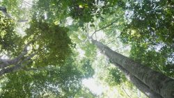 em-7-anos,-amazonia-recebeu-apenas-10%-dos-investimentos-em-pesquisa-no-brasil,-aponta-estudo
