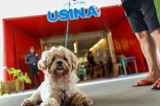 ‘para-patas’-promove-mutiroes-nas-usinas-da-paz-da-grande-belem