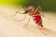para-registra-4-mortes-por-malaria;-dez-cidades-concentram-95%-dos-casos-da-doenca