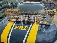 curios-sao-apreendidos-por-ilegalidade-em-maraba,-pa