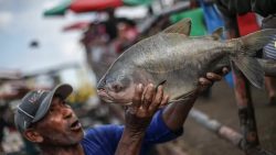 paixao-paraense:-consumo-de-pescado-no-estado-e-quase-quatro-vezes-maior-que-a-media-brasileira