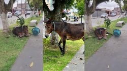 mula-abandonada-e-socorrida-por-moradores-com-agua,-comida-e-abrigo,-na-grande-belem;-video