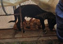 apos-denuncias,-homem-e-preso-por-maus-tratos-contra-animais-na-regiao-metropolitana-de-belem