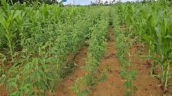 ‘o-futuro-sustentavel-esta-na-amazonia’:-projetos-carbono-neutro-aumentam-produtividade-do-agronegocio-do-para