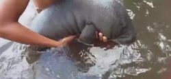 filhote-de-peixe-boi-e-encontrado-debilitado-por-moradores-de-comunidade-no-interior-do-pa