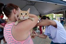 vacinacao-antirrabica-e-feira-de-adocao-de-animais-sera-realizada-em-belem;-veja-como-participar
