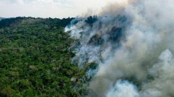para-tem-a-maior-reducao-do-desmatamento-na-amazonia-legal-entre-janeiro-e-abril-de-2024,-aponta-imazon