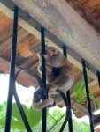 familia-no-pa-e-surpreendida-com-visita-inusitada-de-tamandua;-video