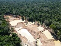 lideranca-indigena-e-investigada-pela-pf-por-esquema-de-desmatamento-para-venda-ilegal-de-madeira,-no-pa