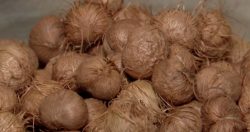descarte-irregular-do-caroco-do-acai-e-falta-de-coletores-apropriados-causam-transtornos,-em-belem