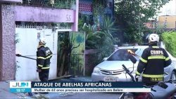 mulher-de-62-anos-e-atacada-por-abelhas-africanas,-em-belem