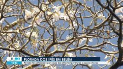 videos:-jornal-liberal-2a-edicao-de-quarta-feira,-31-de-julho-de-2024