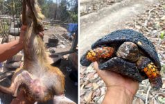 fogo-ja-destruiu-10%-da-area-de-floresta-na-ti-mae-maria,-no-para;-aulas-foram-suspensas-nas-aldeias-e-animais-tentam-fugir-das-chamas