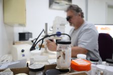 pesquisador-de-museu-paraense-e-um-dos-dez-cientistas-que-mais-descobriu-aranhas-no-mundo:-quase-500-especies