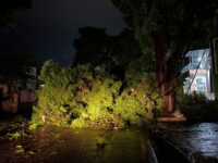 mangueira-cai-na-avenida-governador-jose-malcher-e-deixa-casas-sem-luz,-em-belem