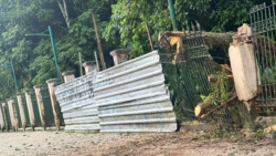 arvore-do-bosque-rodrigues-alves-tomba-e-destroi-parte-de-muro,-em-belem
